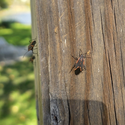 Eastern Boxelder Bug
