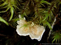 Cantharellus insignis