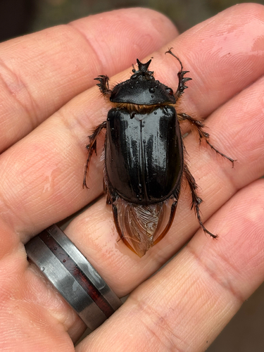 iNaturalist observation photo of Southern Rain Beetle