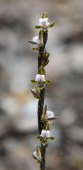 Prasophyllum fimbria