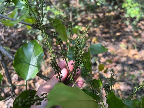 Deeringia amaranthoides observed 2026-09-17