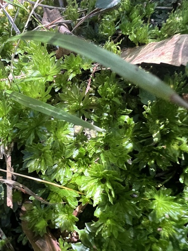 Rhodobryum giganteum observed 2026-10-11
