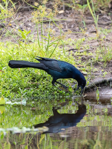 Boat-tailed Grackle