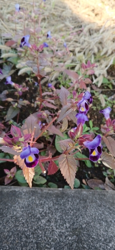 Torenia fournieri observed 2026-10-10