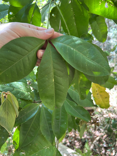 Melicope elleryana observed 2026-10-11