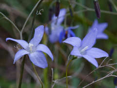 Wahlenbergia stricta stricta