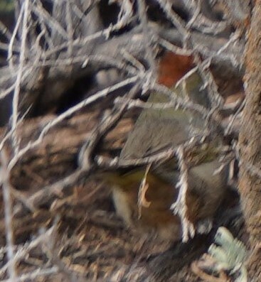 Pipilo chlorurus, 2026-10-10