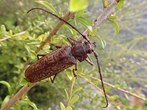 Callipogon proletarius