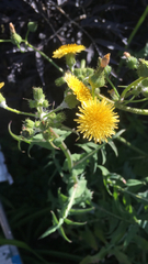 Sonchus oleraceus