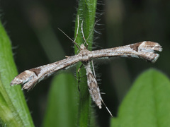 Platyptilia