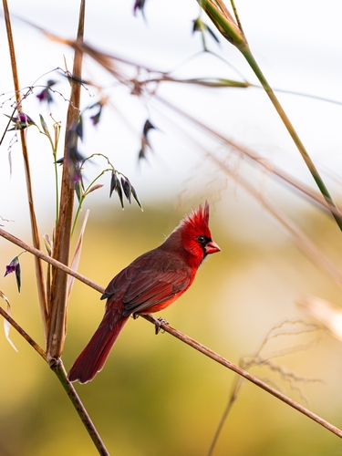 Northern Cardinal