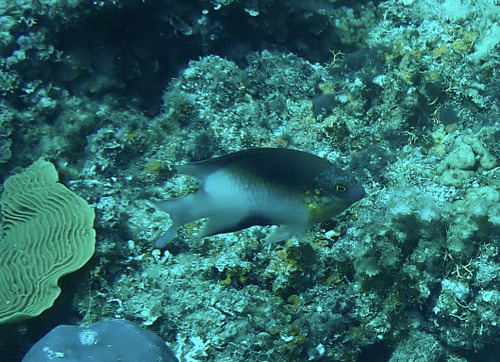 Dischistodus melanotus observed 2026-10-10