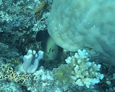 Centropyge vrolikii observed 2026-10-10