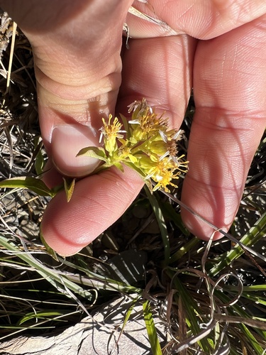 Solidago decurrens observed 2026-10-11