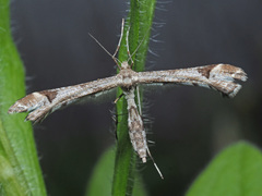 Platyptilia