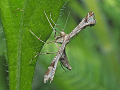 Platyptilia