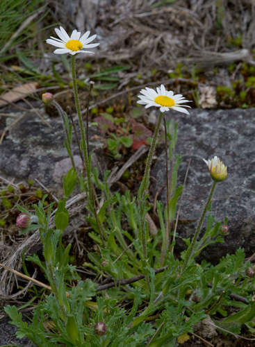 Image of Brachyscome diversifolia by (c) Chris Clarke, some rights reserved (CC BY)