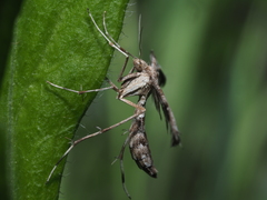 Platyptilia