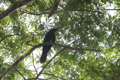 Corvus macrorhynchos