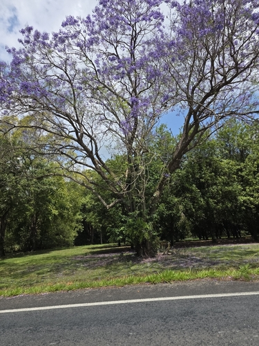 blue jacaranda