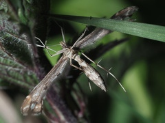 Platyptilia