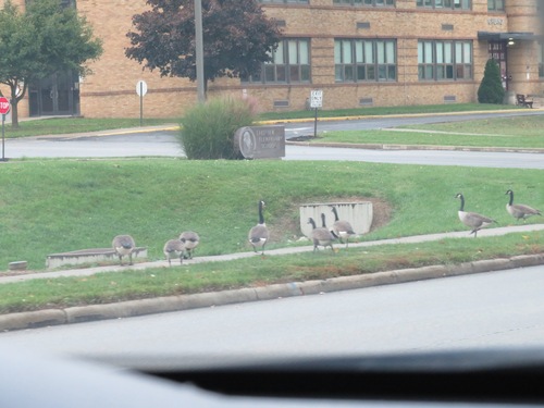 Canada Goose