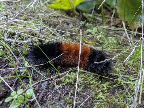 Isabella Tiger Moth
