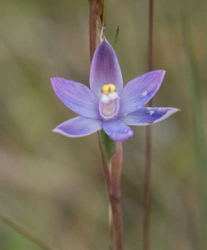 Image of Thelymitra arenaria by (c) Chris Clarke, some rights reserved (CC BY)
