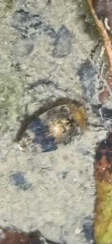 Laccophilus fasciatus