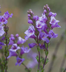 Euphrasia collina trichocalycina