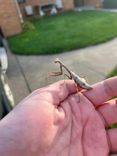 Carolina Mantis