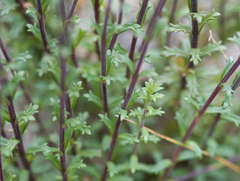 Euphrasia collina trichocalycina