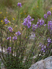 Euphrasia collina trichocalycina