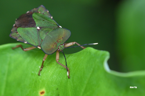 Dalcantha dilatata · iNaturalist