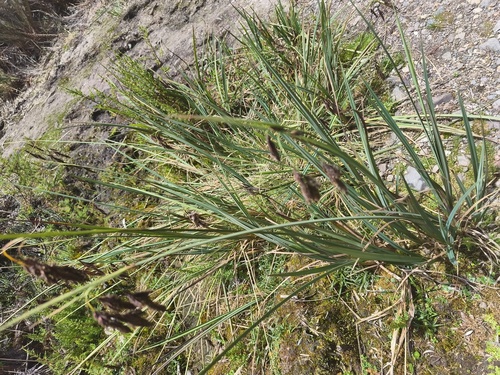 Carex observed 2026-10-11