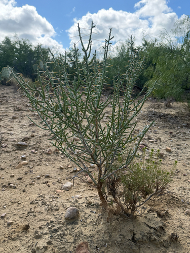 Christmas cholla