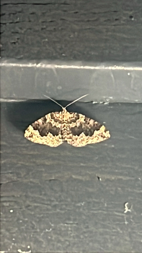 Black-banded Carpet