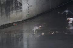 Nycticorax nycticorax