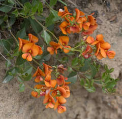 Podolobium procumbens