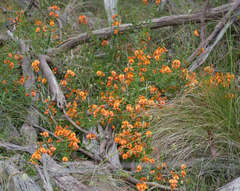 Podolobium procumbens