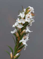 Epacris lanuginosa