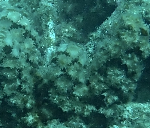 Turbinaria ornata observed 2026-10-10