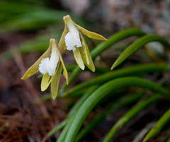 Dendrobium striolatum