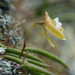 Dendrobium striolatum