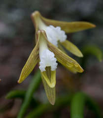 Dendrobium striolatum