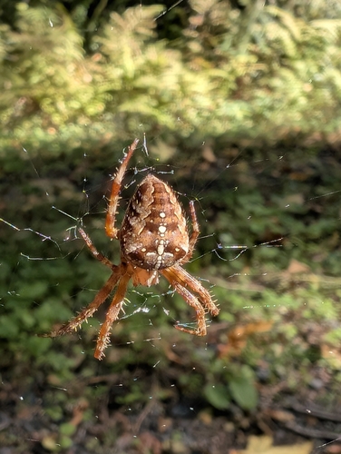 Cross Orbweaver