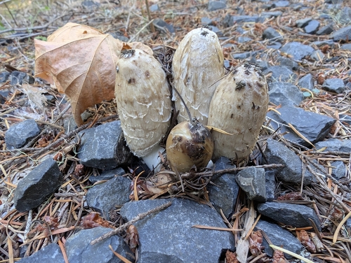 Shaggy Mane