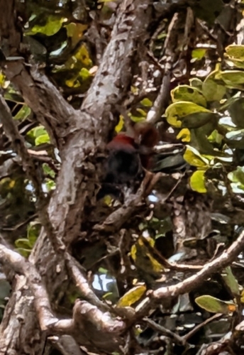 Himatione sanguinea observed 2026-10-02