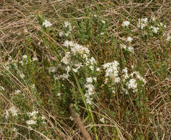 Pimelea glauca