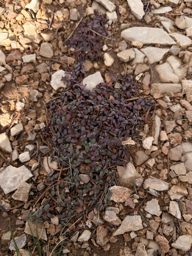 Euphorbia fendleri, 2026-10-11